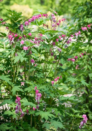 ДИЦЕНТРА чудова